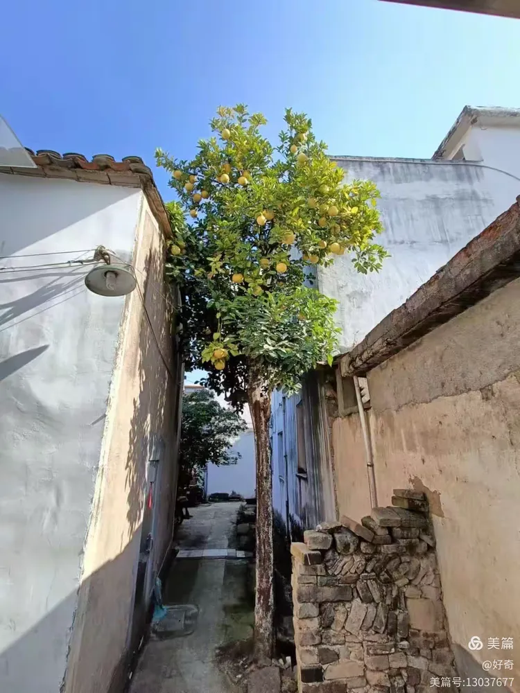 义乌市江湾村随拍